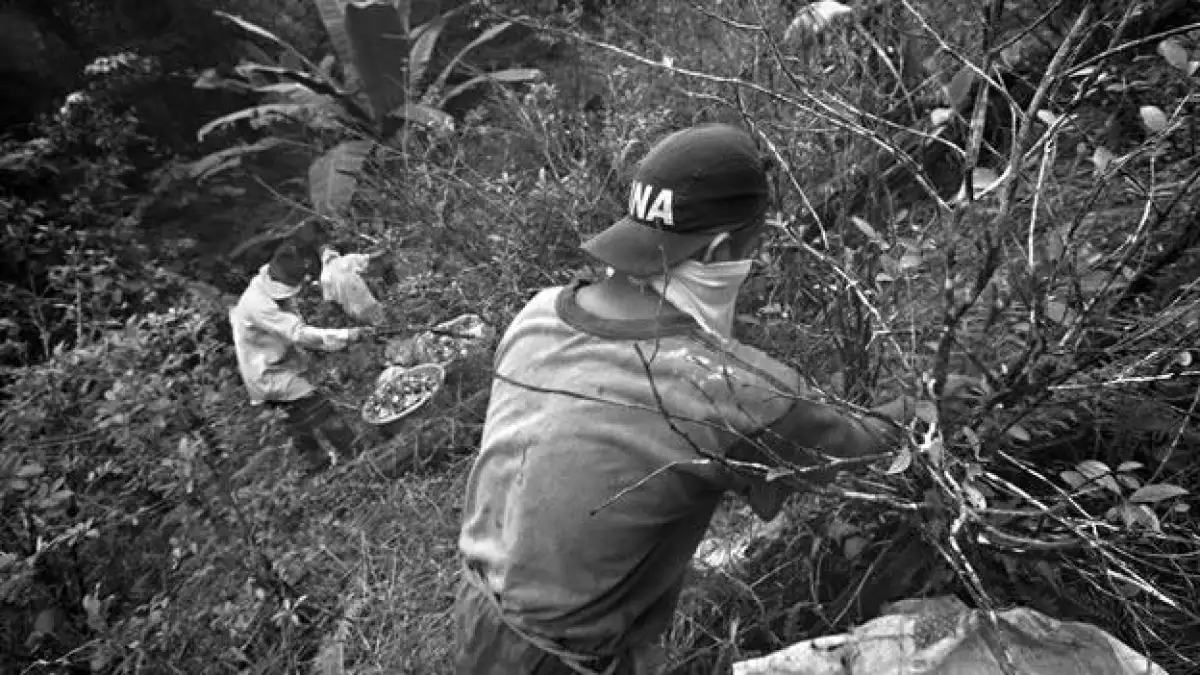 farc coca