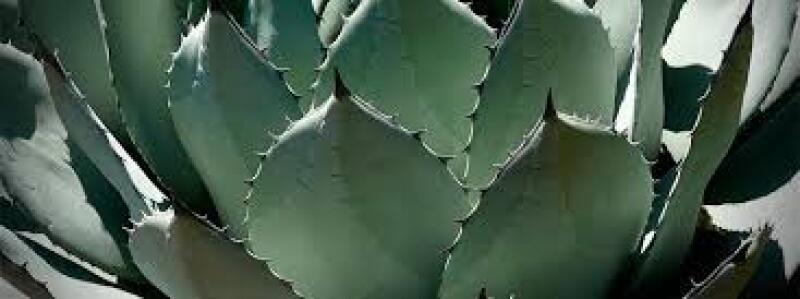Conacyt Agave