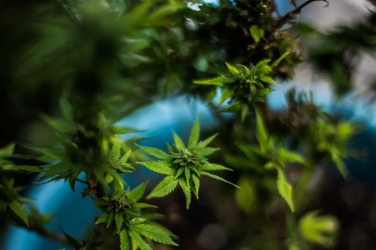 Planta_de_Marihuana-2.jpg