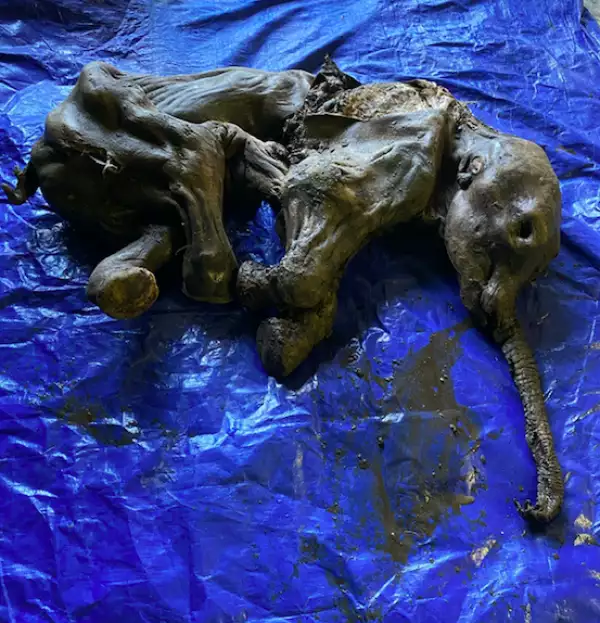 descubren-momia-bebe-mamut-canada