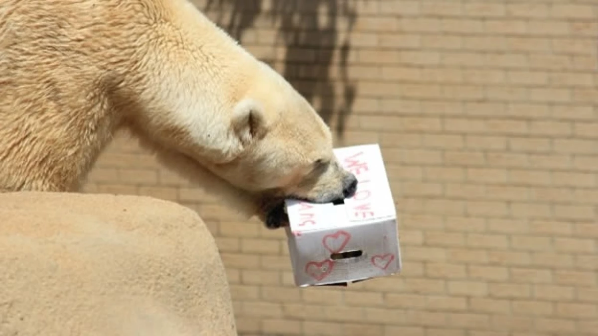 oso polar wang