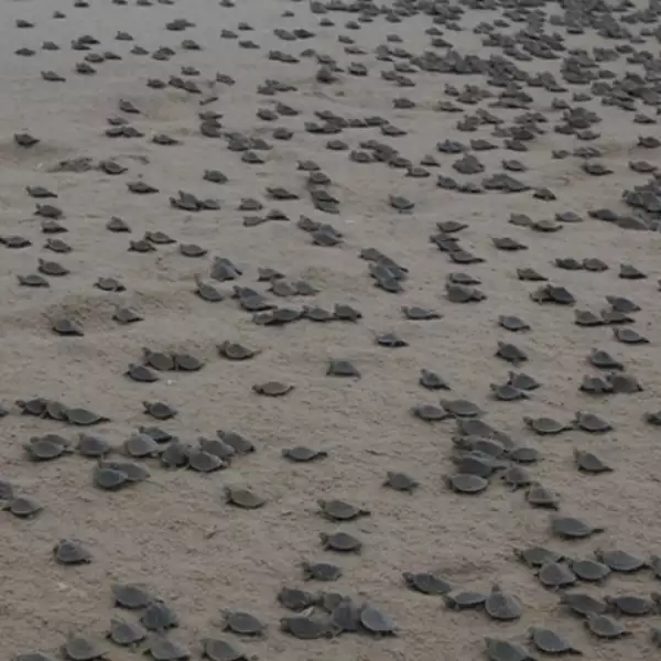 liberacion de tortugas