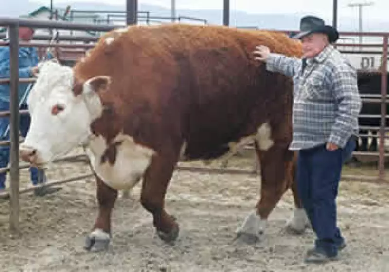 El vacuno Hereford de casi una tonelada y media fue subastado para el matadero por 1.670 dólares en Montana. (Foto: AP)