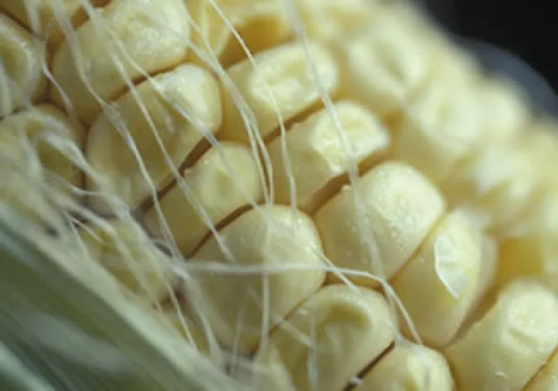 Las heladas han afcetado la producción de maíz y se corre riesgo de desabasto. (Foto: Photos to Go)