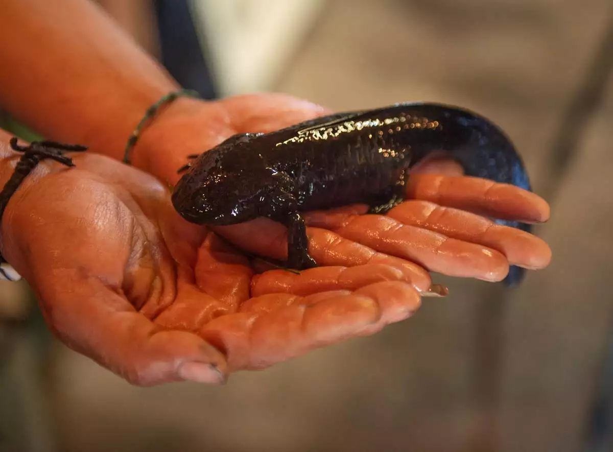Manipular con las manos a los ajolotes los expone a una infección