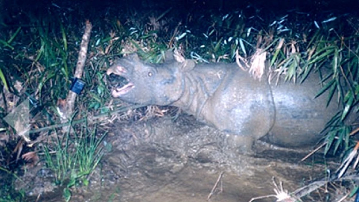 rinoceronte de java especies extincion vietnam