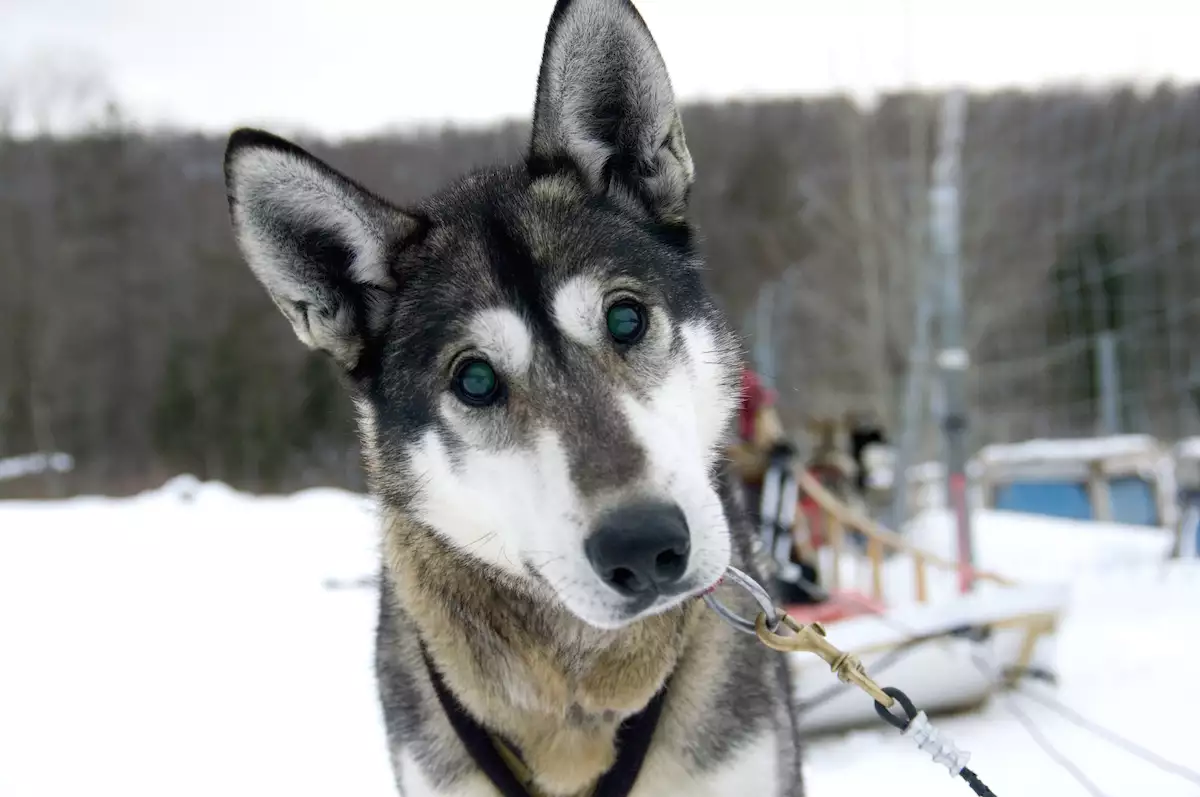 Portrait de chien de traineaux