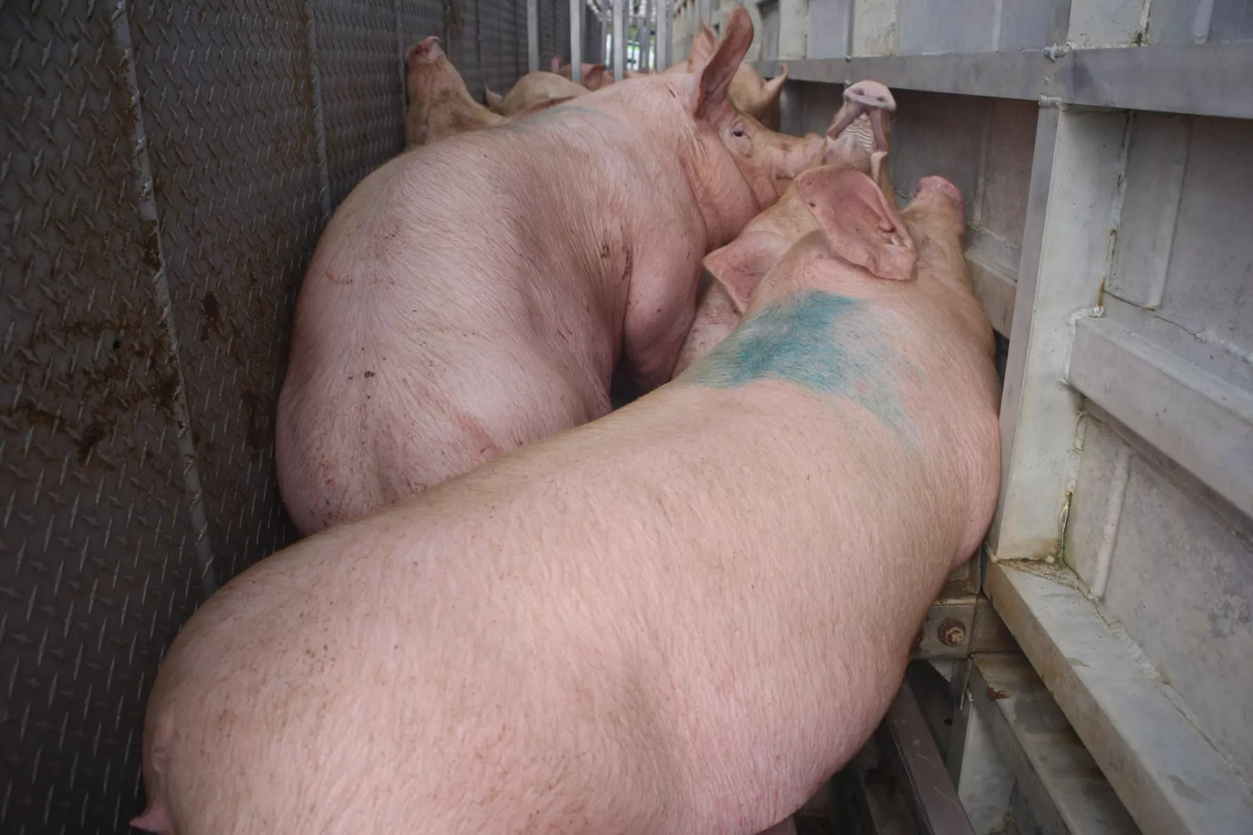 Profepa confirma el daño ambiental de las granjas porcícolas en Yucatán, pero medidas no son suficientes