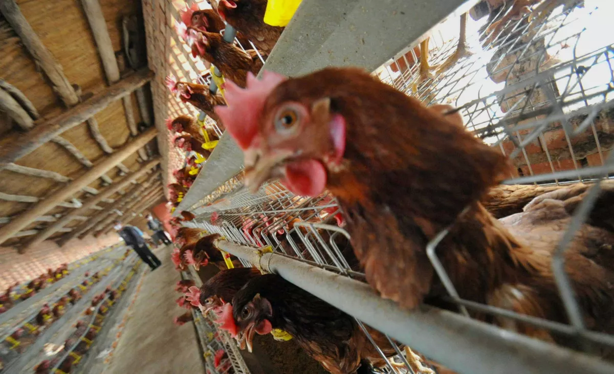 primer caso de gripe aviar h5n1
