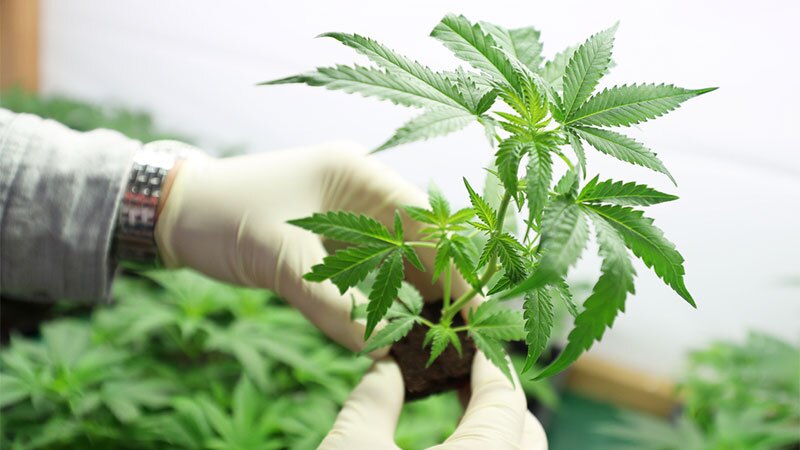 Cannabis