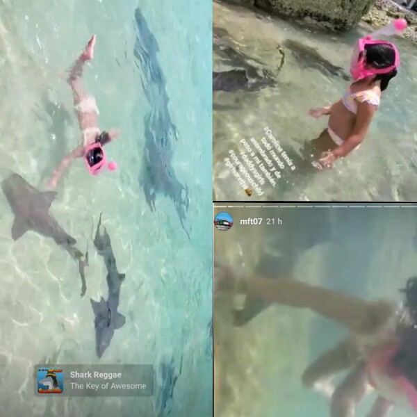 CONsharks.jpg