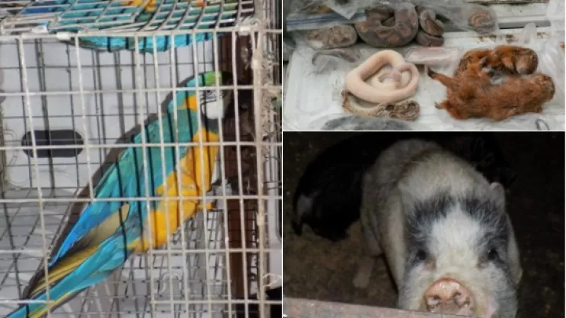 animales en monterrey profepa