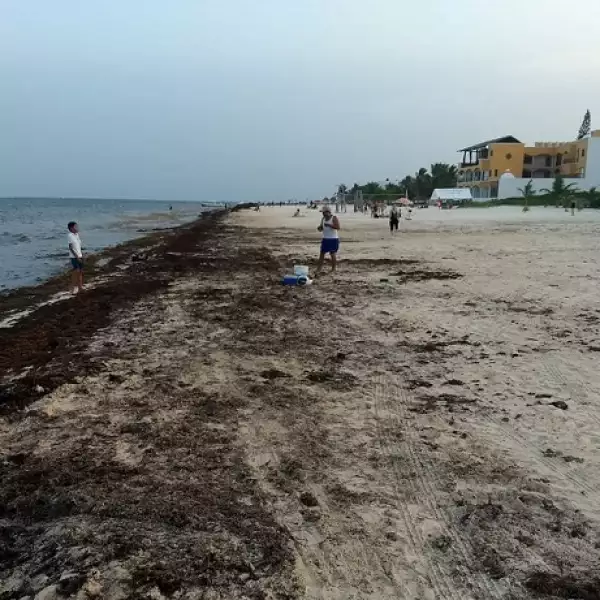 acumulaci�n de sargazo 3