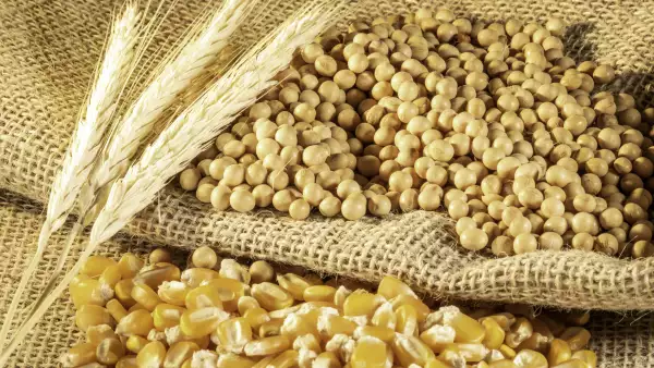 Las empresas hacen frente al aumento en el precio del trigo, la soya y el maíz. (iStock)