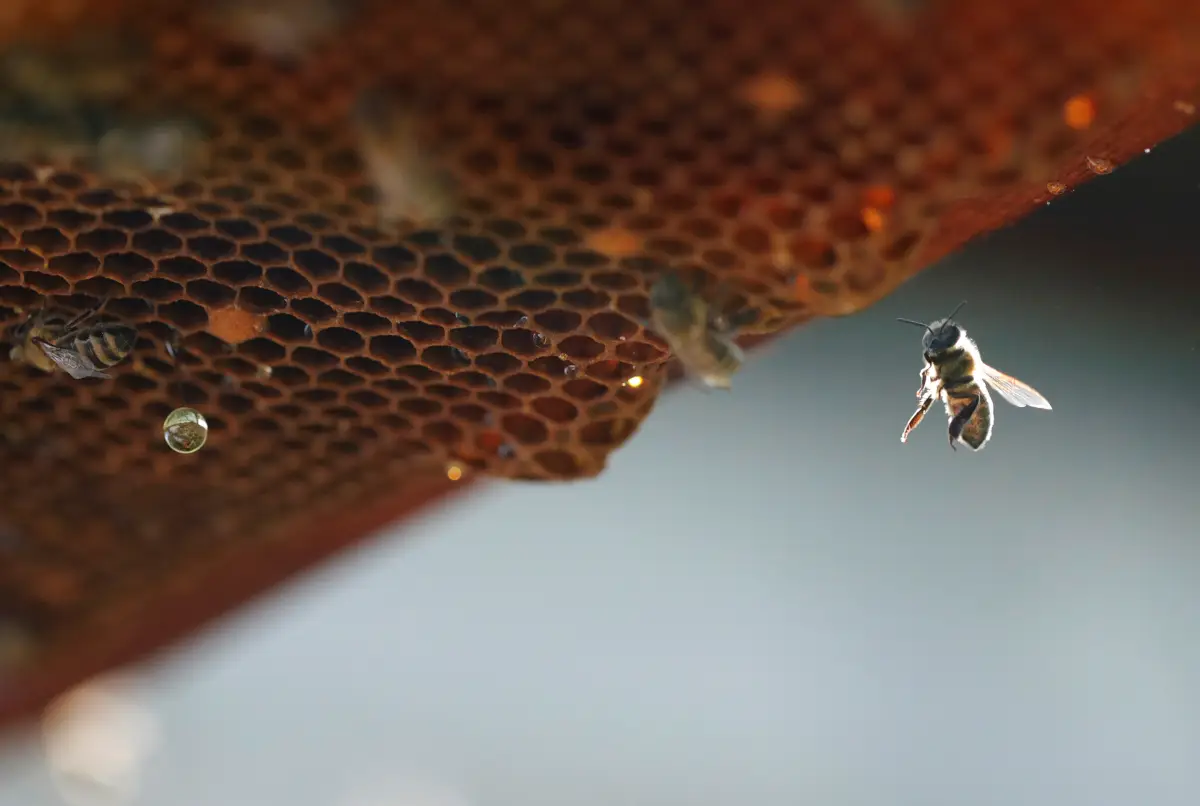 Abejas