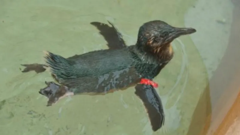 Pinguino