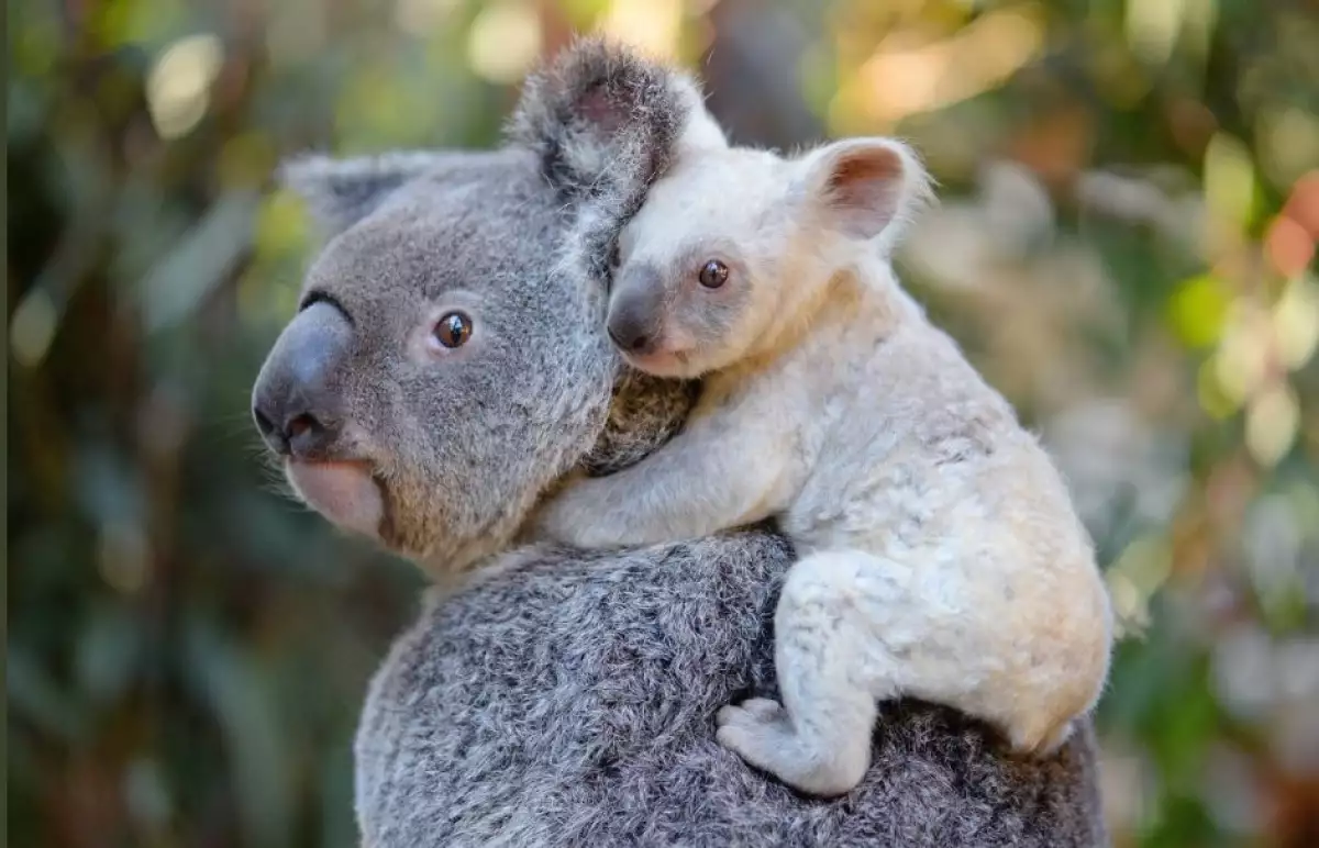 Koala 