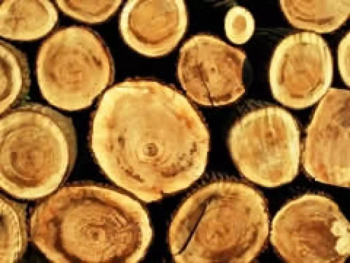 México produce solo 6.5 millones de m3 de madera, consume 23 millones. (Foto: Stock)