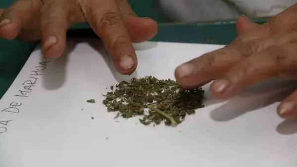 Marihuana_medicinal_3.jpg