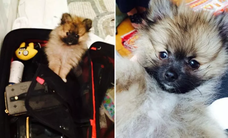 La cantante pasó la noche en vela lamentando la muerte de su mascota "Floyd", y es que asegura, nadie podrá sustituirlo, pero parece haber recibido muy bien al pequeño "Moonie". Su nuevo amigo.