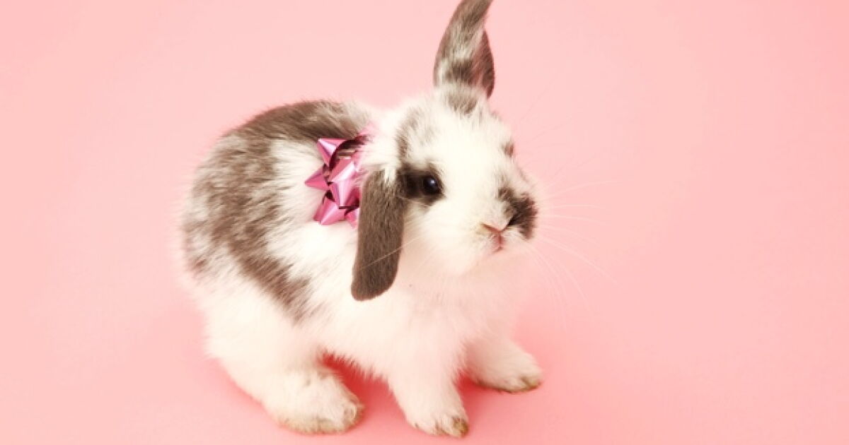 China Mala Rabbit Año del Conejo en China, una mala temporada para estas mascotas