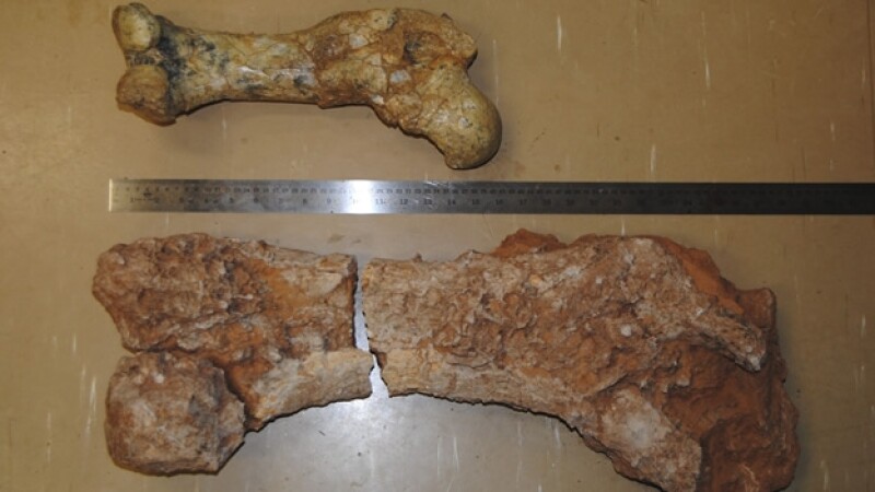 fosil de marsupial gigante