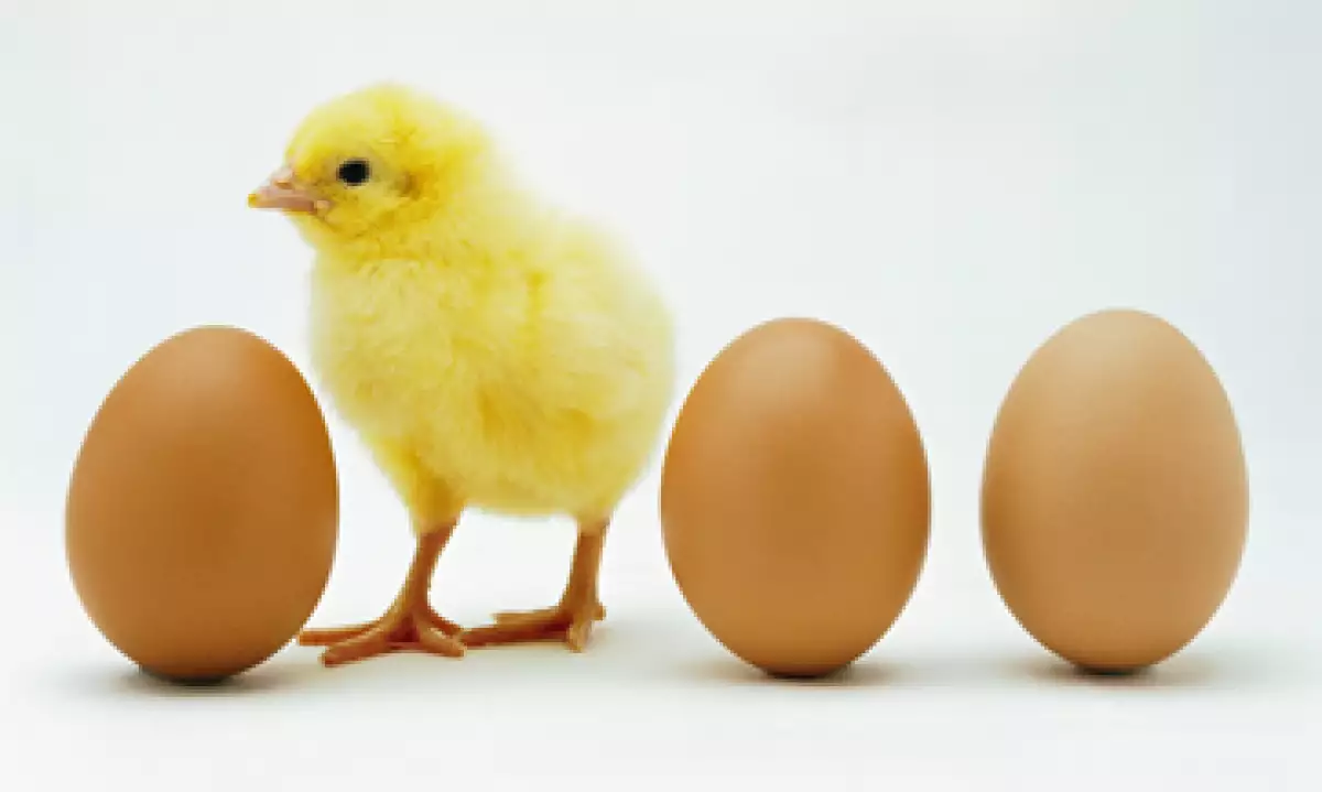 La empresa vendió 634.5 mdp de huevos y 7,894.4 mdp de pollo. (Foto: Thinkstock)