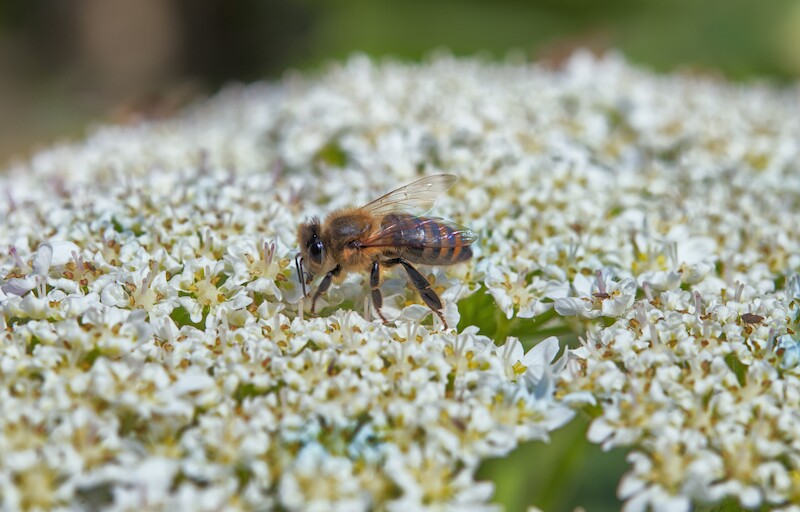 Salvar abejas