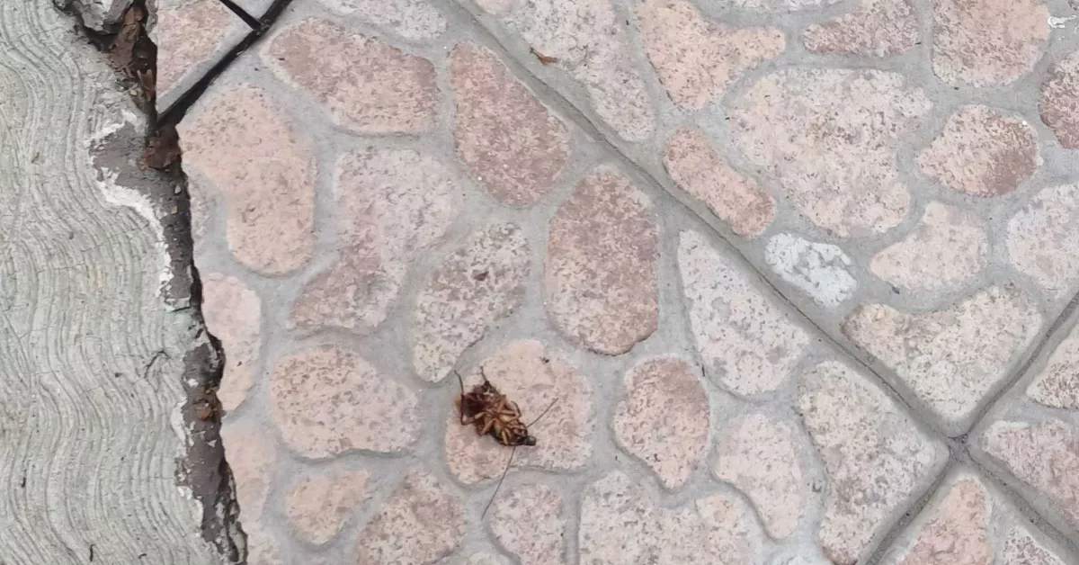 cucaracha-muerta-cdmx.jpg