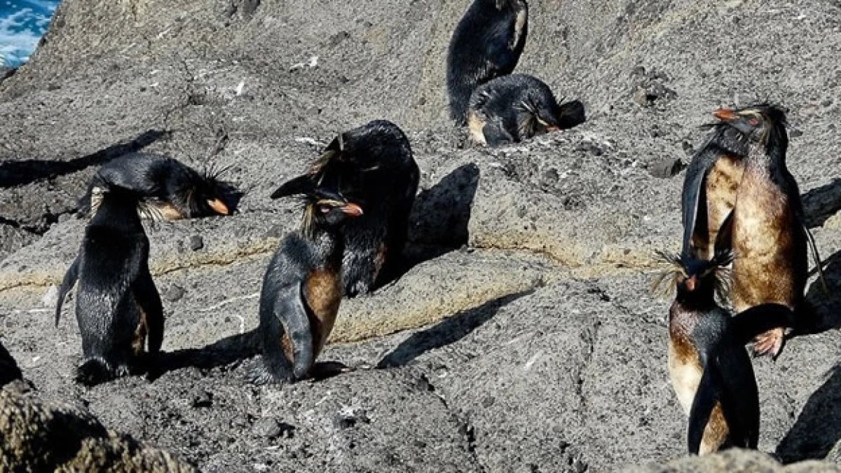 Pingüinos petróleo