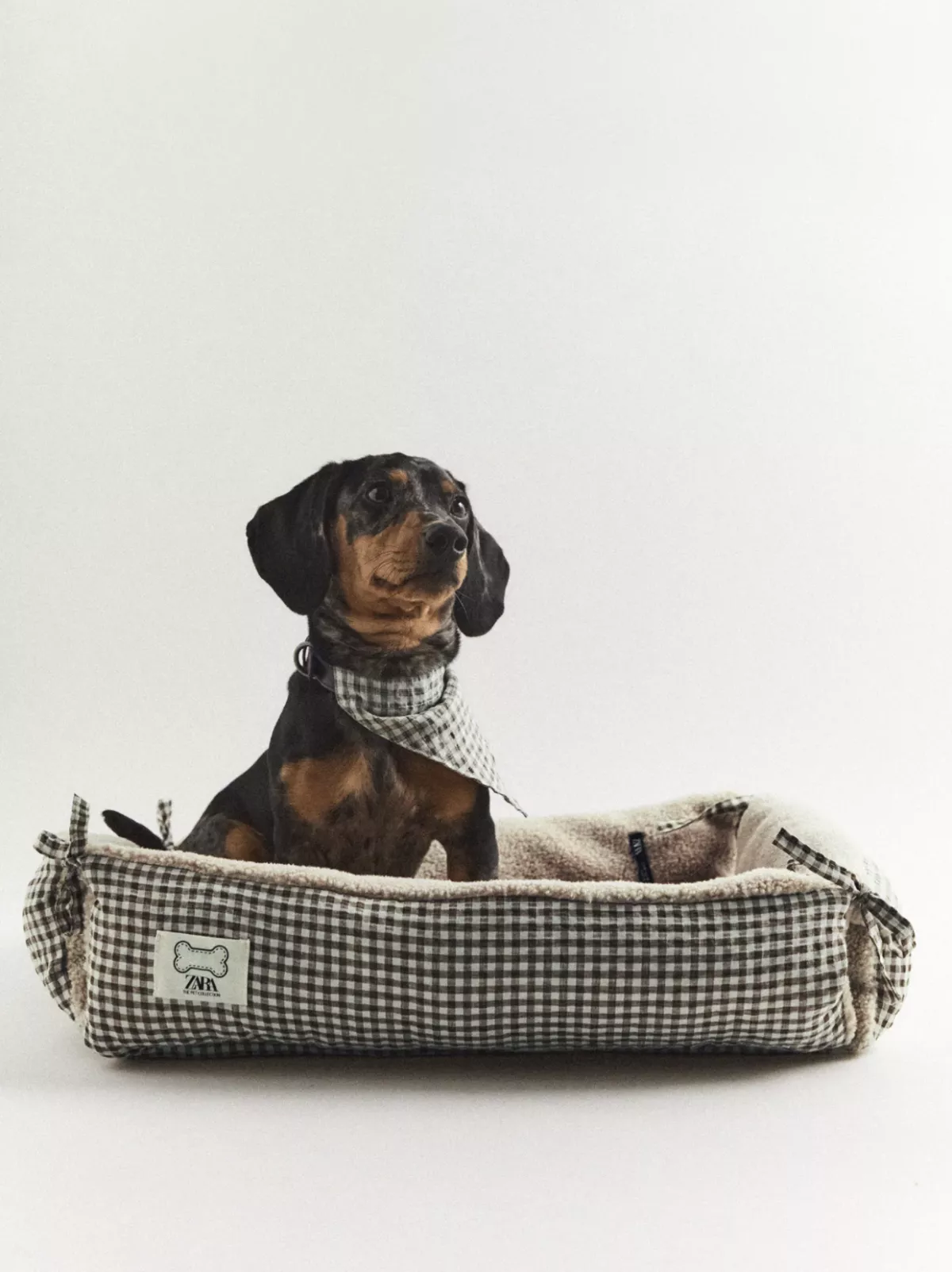 Zara-perros-01.png