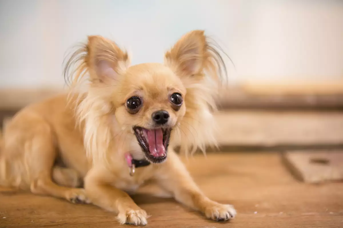 Este proyecto pretende dar voz a los perros para que digan mucho más que 'dame de comer'.