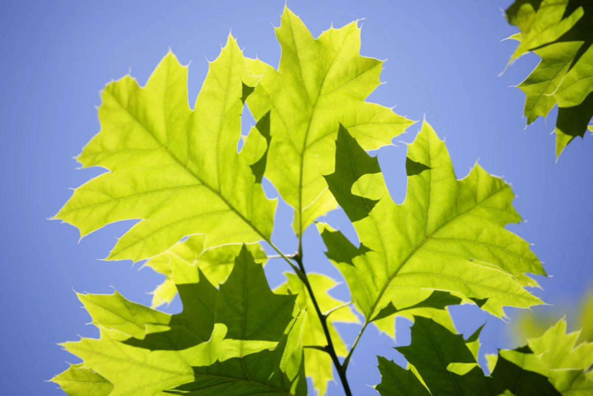 Maple Tree