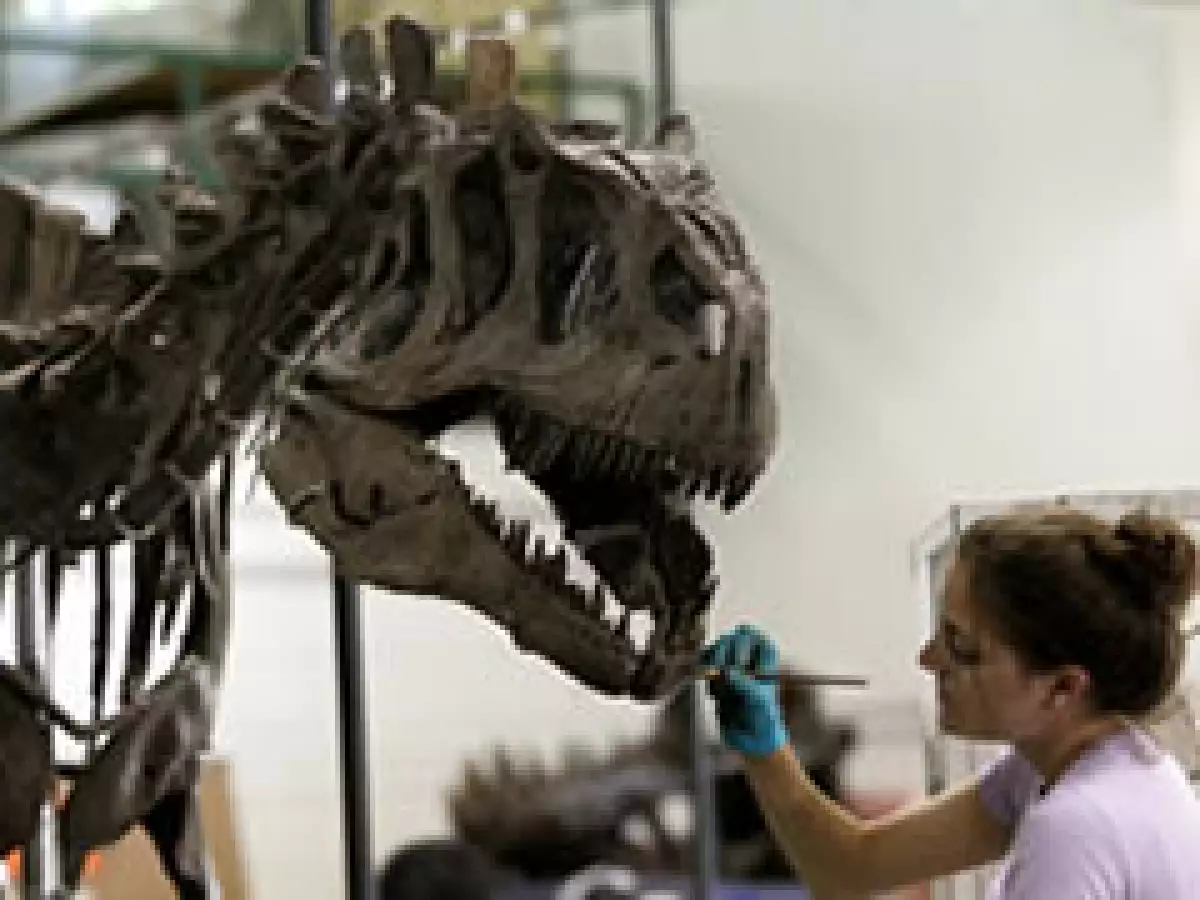 Las ventas de restos de dinosaurios han aumentado su éxito en los últimos años. (Foto: AP)