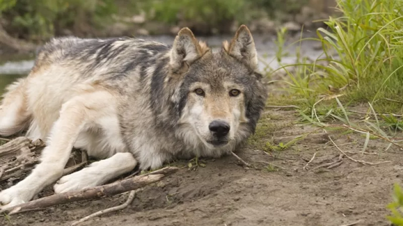 lobo canadiense ejemplar