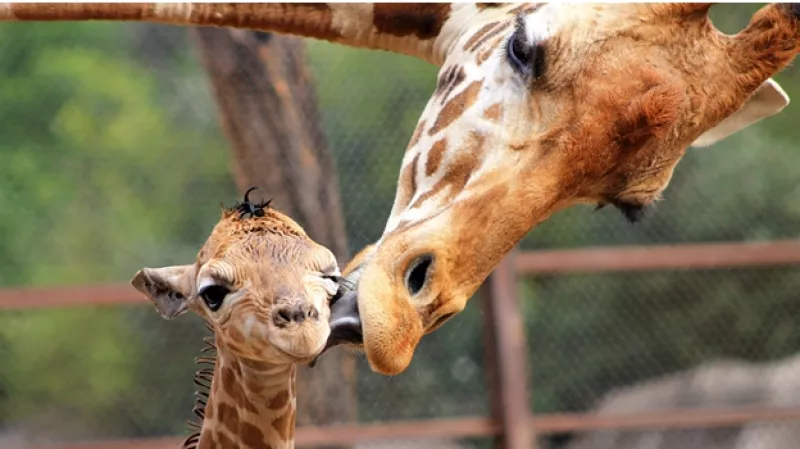 jirafa bebe zoológico de chapultepec