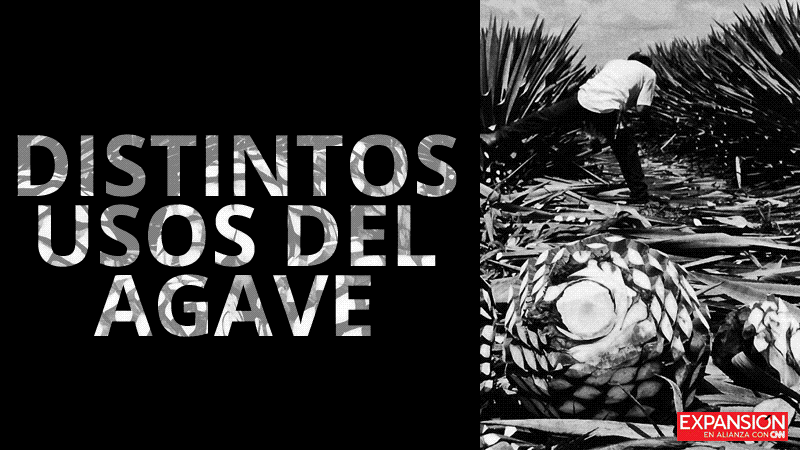 El Agave
