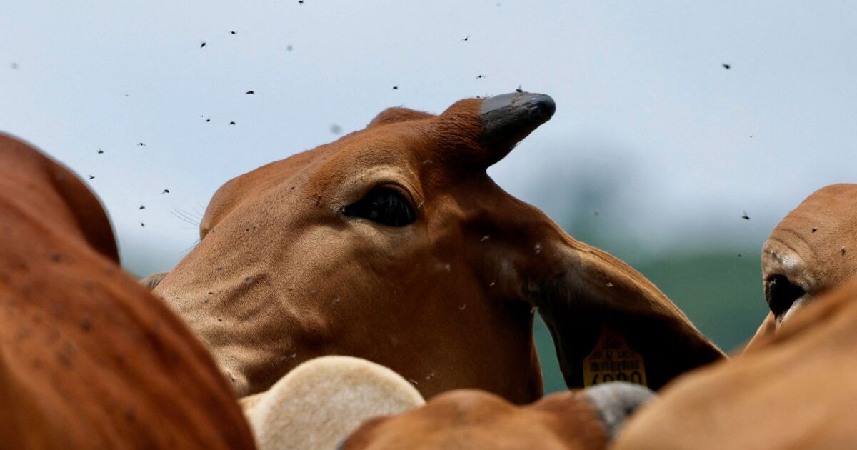 Amerika Birleşik Devletleri, Boreride Solucanı durdurmada yetersizlik için Meksika'ya işaret ediyor