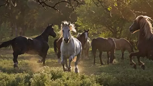 wild horses caballo salvaje
