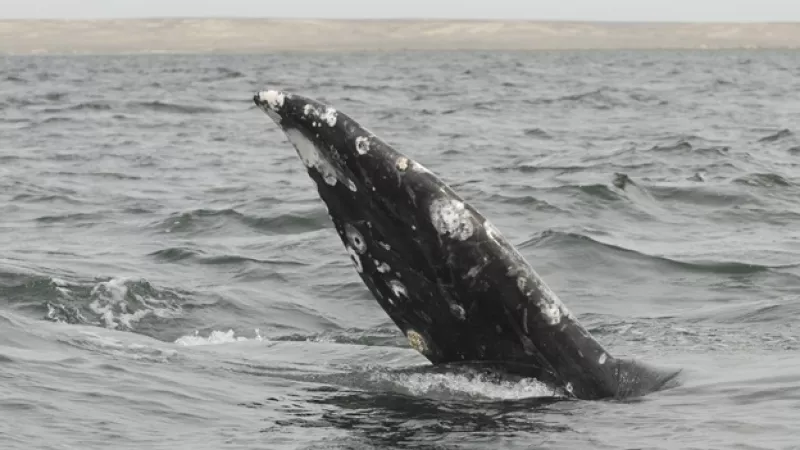 ballena en el golfo de mexico