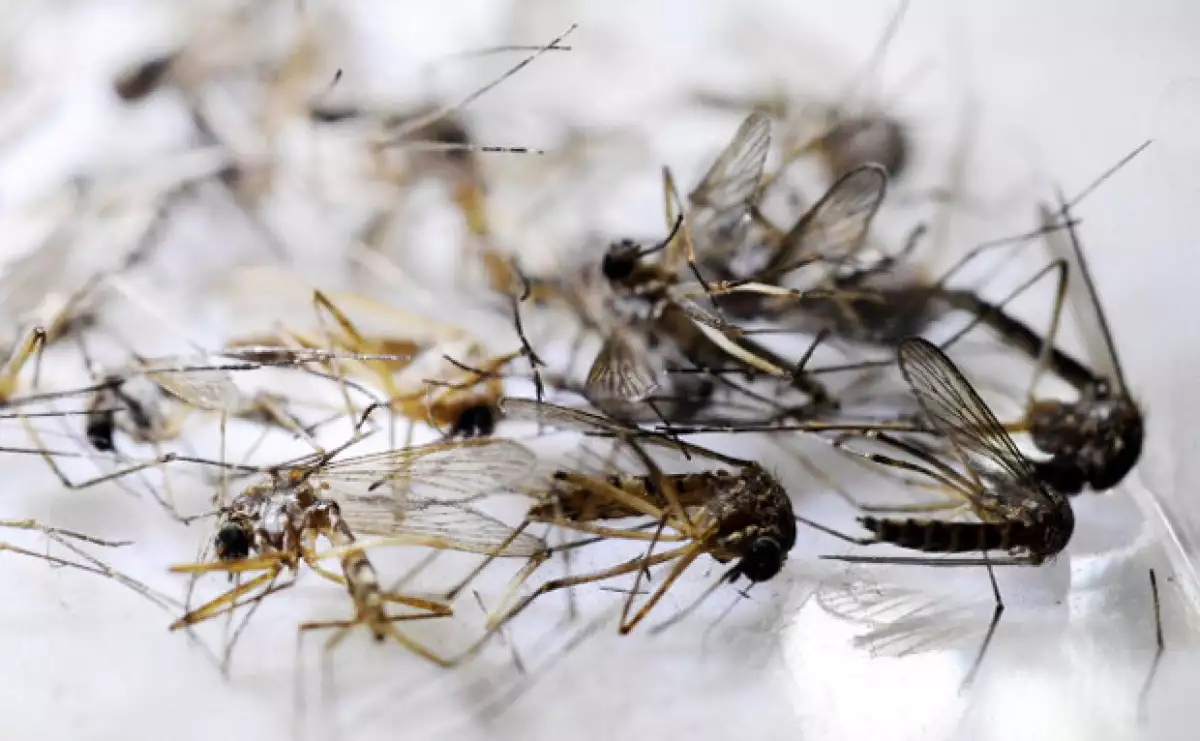 El virus es trasmitido por un mosquito proveniente de África y Asia, y ya ha llegado al continente Americano y te decimos lo que debes saber.