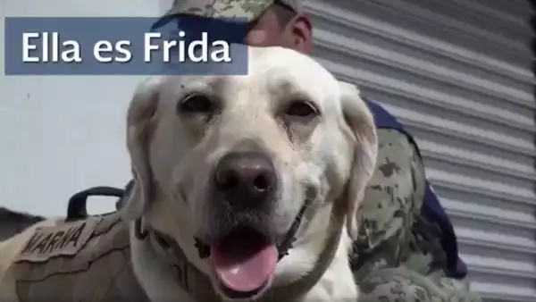 Frida perrita