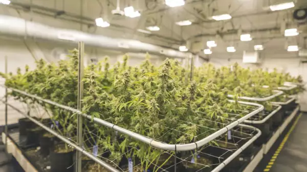 Siembra de marihuana en invernadero