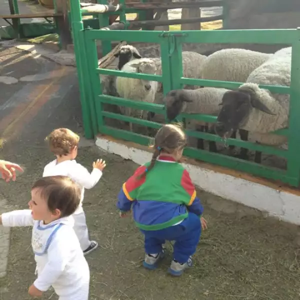 Aquí tres de sus cuatro hijos conviviendo con ovejas.