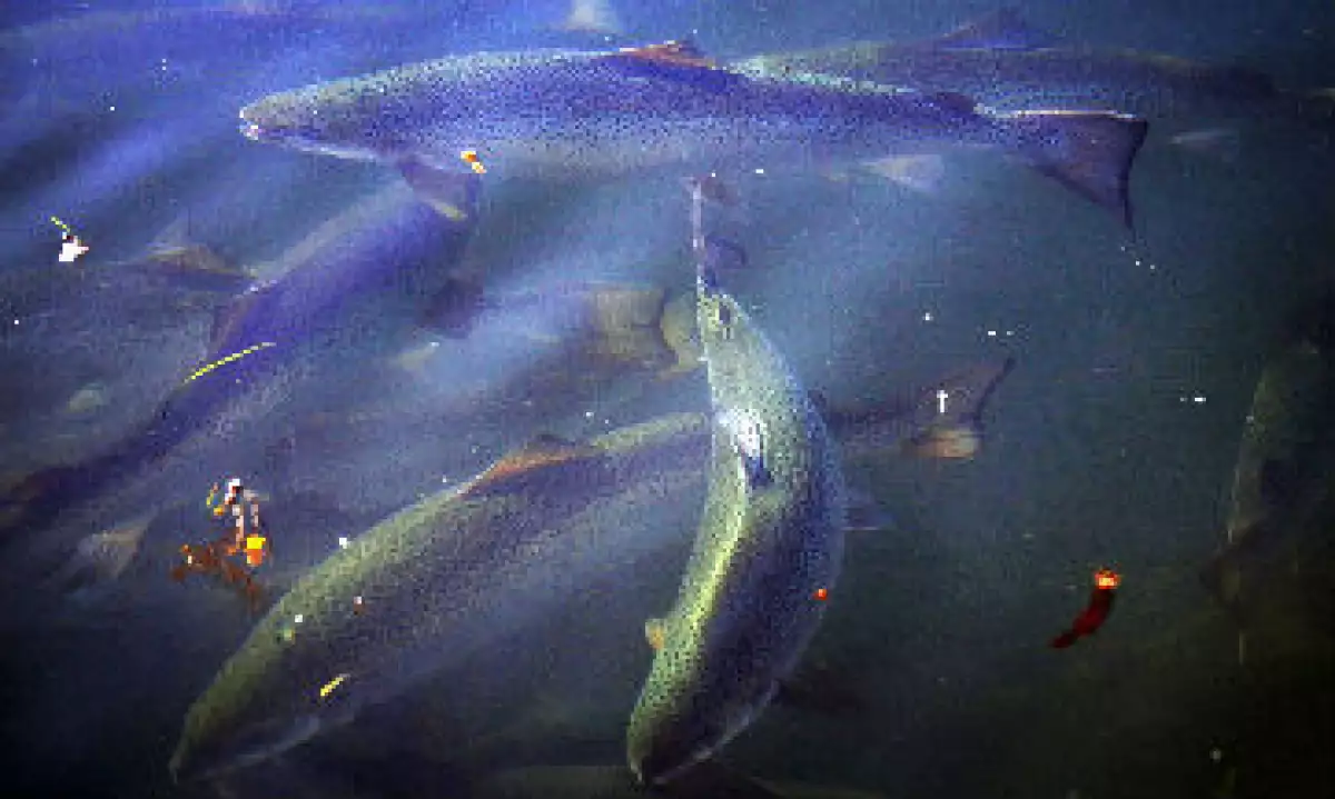 salmon_pesca