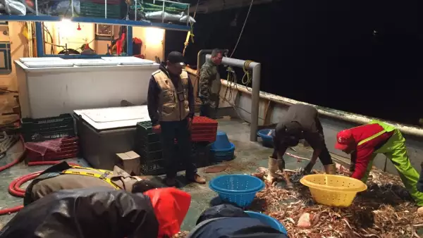 vaquita-marina-totoaba