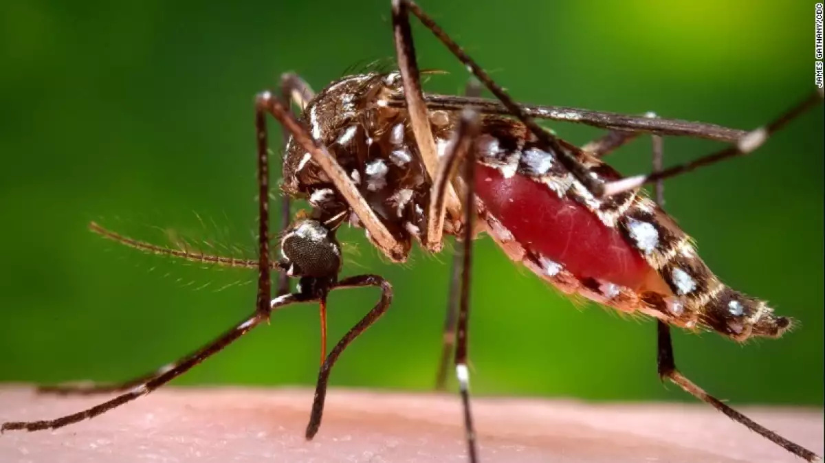 El virus del dengue