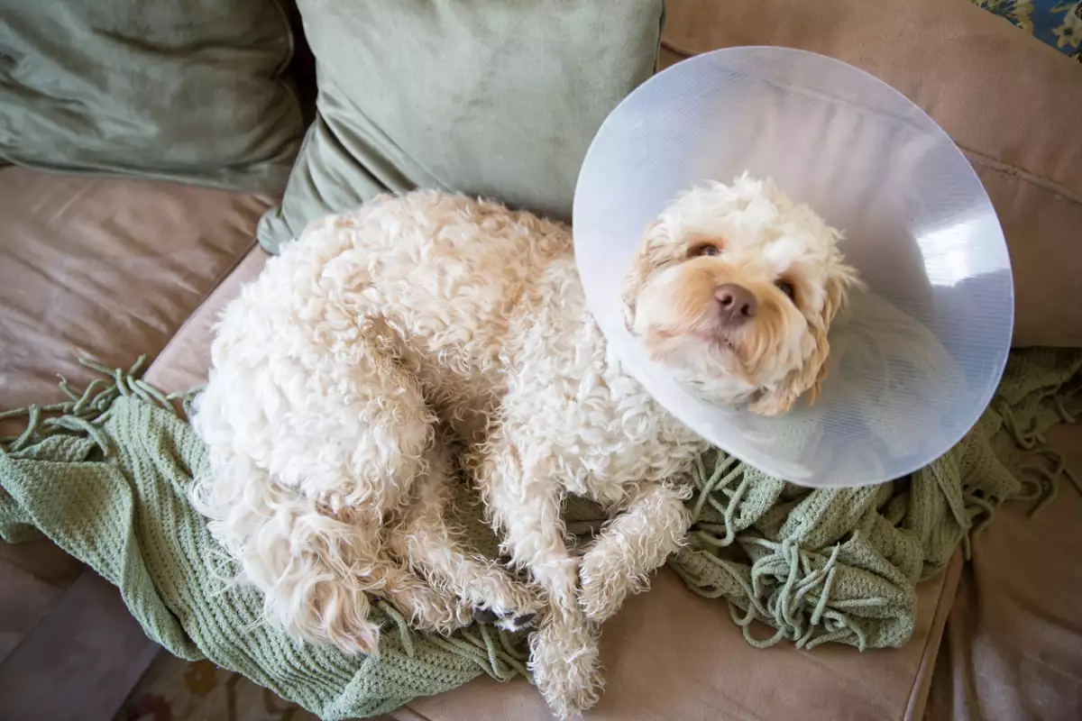 Recovering from operation