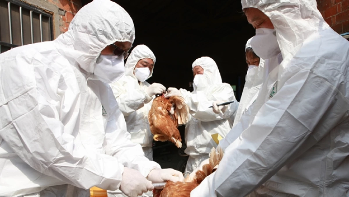 gripe aviar h7n9