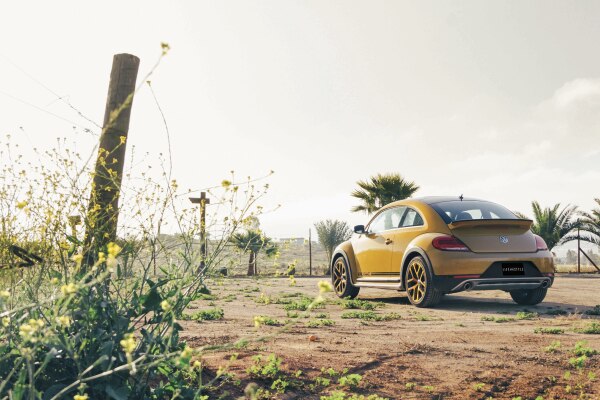 Beetle Dune